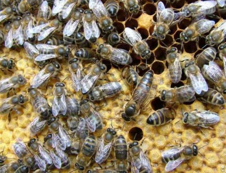 Пчёлы на 4-6 рамках местные среднерусские с матками 2021 года. Только с ульями.