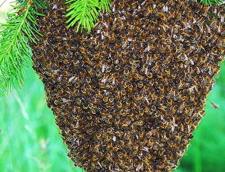 Пчёлы на 8-10 рамках местные среднерусские с матками 2021 года. Только с ульями