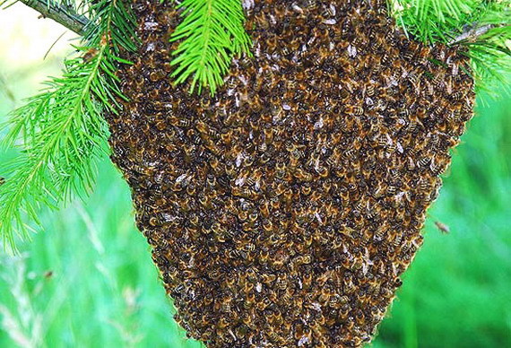Пчёлы с 10 по 25 мая с матками 2023 года