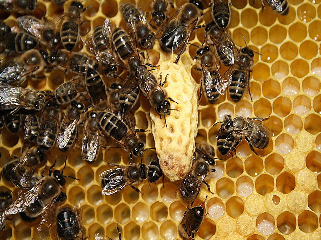 Заселение пчёл в ульи