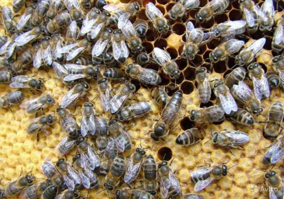 Пчёлы с 10 по 25 мая с матками 2023 года.