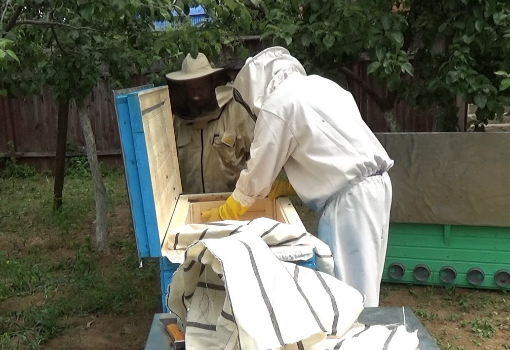 Заселение пчёл в ульи