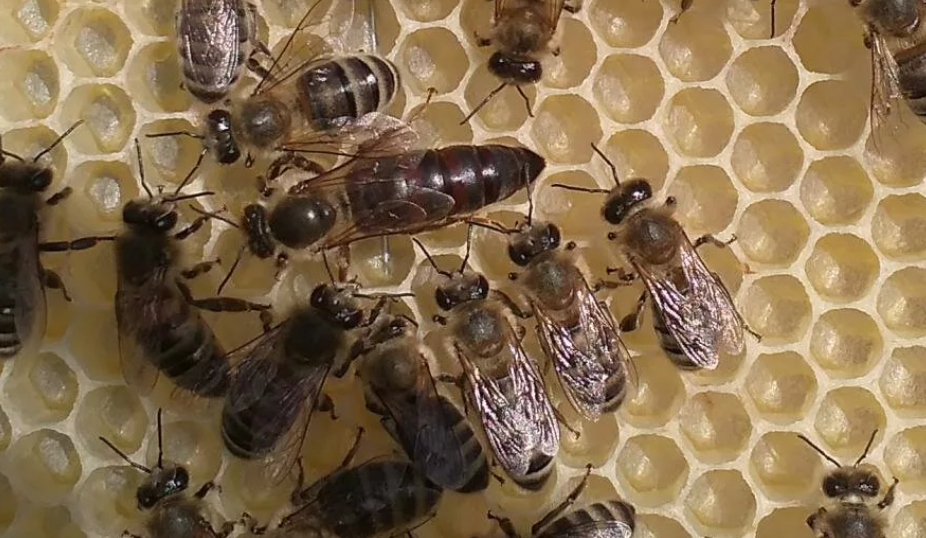 Пчёлы со среднерусскими матками 2023 года. С 10 по 25 июня. Без ульев
